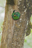 Image. Quetzal