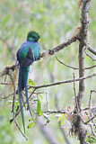 Image. Quetzal