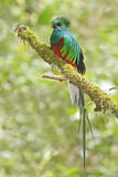 Image. Quetzal