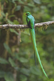 Image. Quetzal