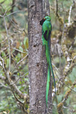Image. Quetzal