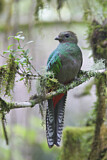 Image. Quetzal