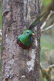 Image. Quetzal