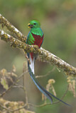 Image. Quetzal