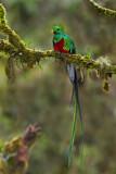 Image. Quetzal