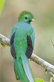Image. Quetzal