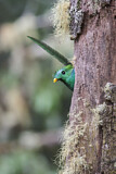 Image. Quetzal