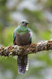 Image. Quetzal