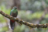 Image. Quetzal