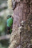 Image. Quetzal