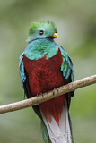 Image. Quetzal