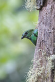 Image. Quetzal