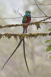 Image. Quetzal