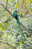 Image. Quetzal