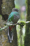 Image. Quetzal