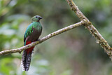 Image. Quetzal
