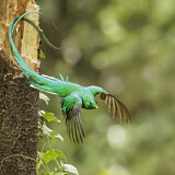 Image. Quetzal