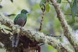 Image. Quetzal