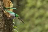Image. Quetzal
