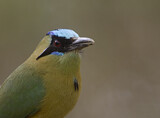 Image. Rötelbauchmotmot