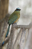 Image. Rötelbauchmotmot