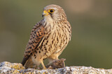 Image. Rötelfalke
