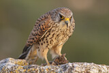 Image. Rötelfalke