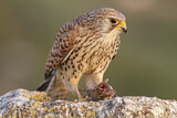 Image. Rötelfalke