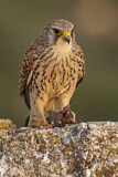 Image. Rötelfalke