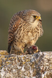 Image. Rötelfalke