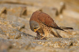 Image. Rötelfalke