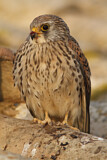 Image. Rötelfalke