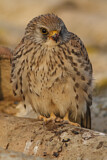 Image. Rötelfalke