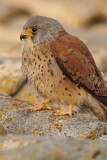 Image. Rötelfalke
