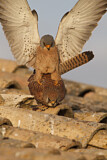 Image. Rötelfalke