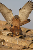 Image. Rötelfalke