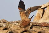 Image. Rötelfalke