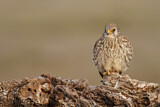 Image. Rötelfalke
