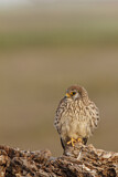 Image. Rötelfalke