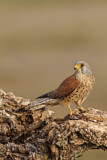 Image. Rötelfalke