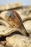 Image. Rötelfalke
