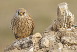 Image. Rötelfalke