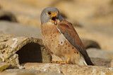 Image. Rötelfalke
