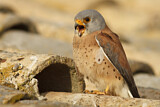 Image. Rötelfalke