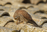 Image. Rötelfalke