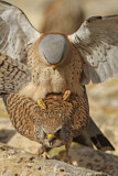 Image. Rötelfalke