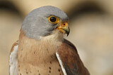 Image. Rötelfalke