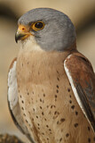 Image. Rötelfalke