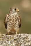 Image. Rötelfalke
