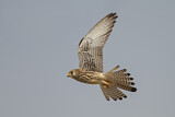 Image. Rötelfalke
